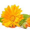 Calendula Extrakt